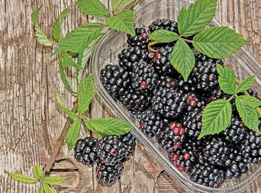 Natchez Thornless Blackberries ( 1YR STARTER Plant ) PERENNIAL SHRUB - Caribbean garden seed