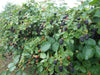 Natchez Thornless Blackberries ( 1YR STARTER Plant ) PERENNIAL SHRUB - Caribbean garden seed