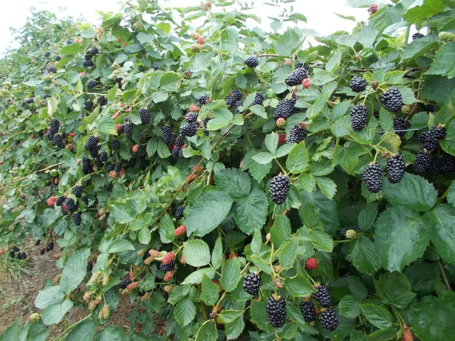 Natchez Thornless Blackberries ( 1YR STARTER Plant ) PERENNIAL SHRUB - Caribbean garden seed
