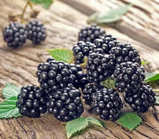 Natchez Thornless Blackberries ( 1YR STARTER Plant ) PERENNIAL SHRUB - Caribbean garden seed