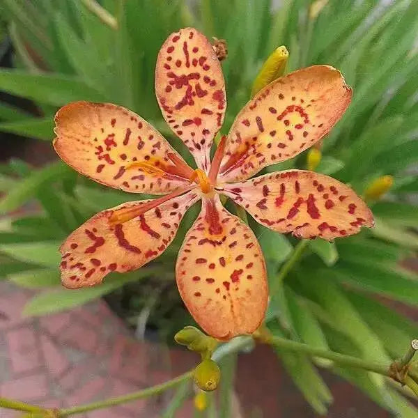 Native flowers ( Bareroot ) Blackberry Lily, Perennial flowers - Caribbean garden seed
