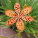 Native flowers ( Bareroot ) Blackberry Lily, Perennial flowers - Caribbean garden seed