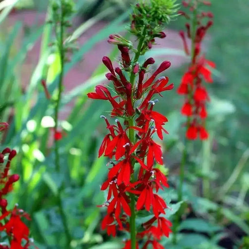 native flowers, Cardinal Flower,(Bareroot)  Red Lobelia - Caribbean garden seed