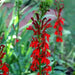 native flowers, Cardinal Flower,(Bareroot)  Red Lobelia - Caribbean garden seed