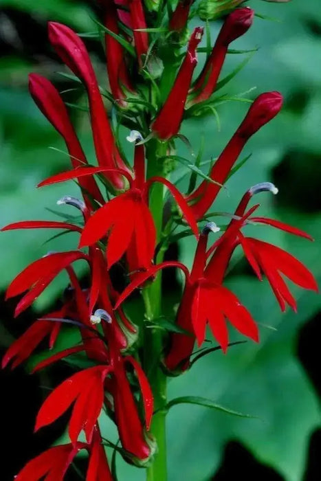 native flowers, Cardinal Flower,(Bareroot)  Red Lobelia - Caribbean garden seed