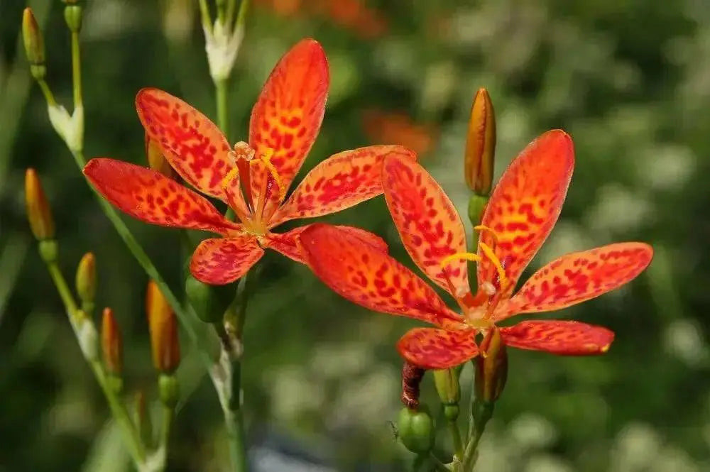 Native flowers ( Bareroot ) Blackberry Lily, Perennial flowers - Caribbean garden seed