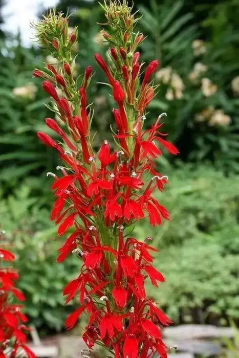 native flowers, Cardinal Flower,(Bareroot)  Red Lobelia - Caribbean garden seed