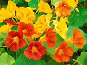 Nasturtium VINE Seed (Jewel Mix) Edible Flowers - Caribbean garden seed