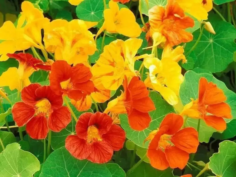 Nasturtium VINE Seed (Jewel Mix) Edible Flowers - Caribbean garden seed