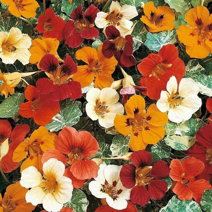 Nasturtium VINE Seed (Jewel Mix) Edible Flowers - Caribbean garden seed