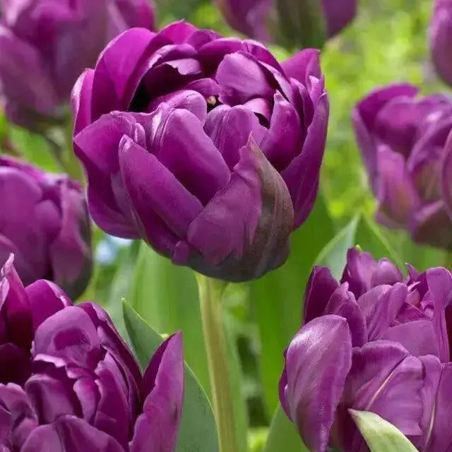 Negrita Tulip Bulb, Double/Late, Spring Bloom - Caribbean garden seed