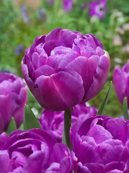 Negrita Tulip Bulb, Double/Late, Spring Bloom - Caribbean garden seed