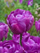 Negrita Tulip Bulb, Double/Late, Spring Bloom - Caribbean garden seed
