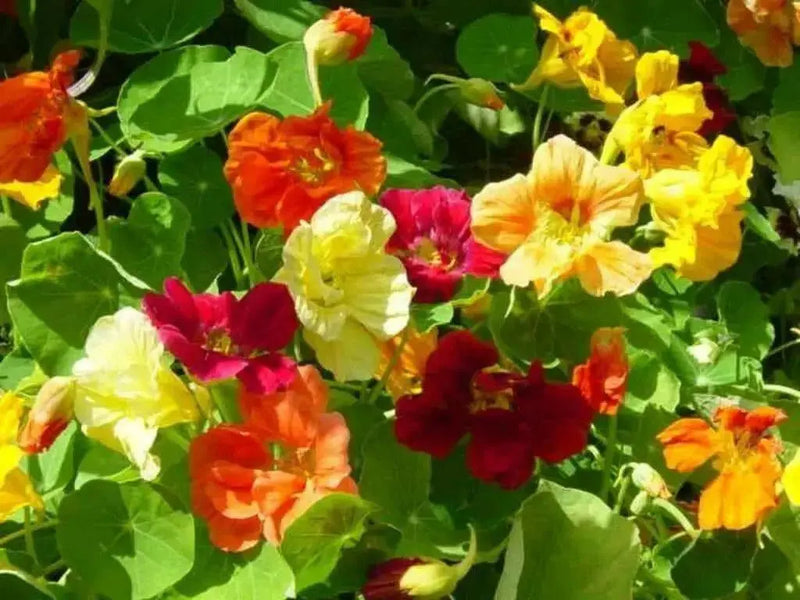 Nasturtium FLOWERS VINE (TOM THUMB Mix ) Edible Flowers - Caribbean garden seed