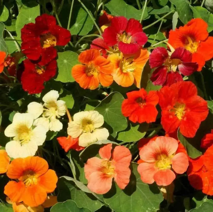 Nasturtium FLOWERS VINE (TOM THUMB Mix ) Edible Flowers - Caribbean garden seed
