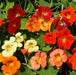 Nasturtium FLOWERS VINE (TOM THUMB Mix ) Edible Flowers - Caribbean garden seed
