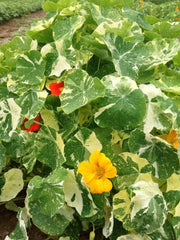 Nasturtium  Seed ( Alaska Mix)Edible flowers, Groundcover, Vine - Caribbean garden seed