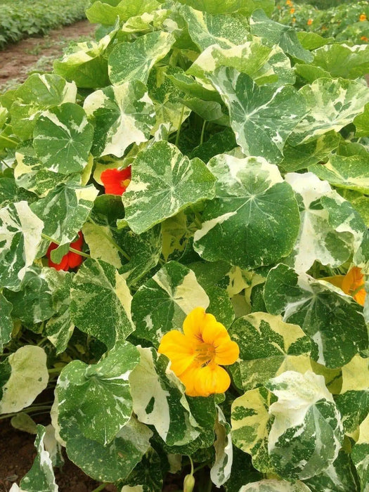 Nasturtium  Seed ( Alaska Mix)Edible flowers, Groundcover, Vine - Caribbean garden seed
