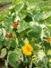 Nasturtium  Seed ( Alaska Mix)Edible flowers, Groundcover, Vine - Caribbean garden seed