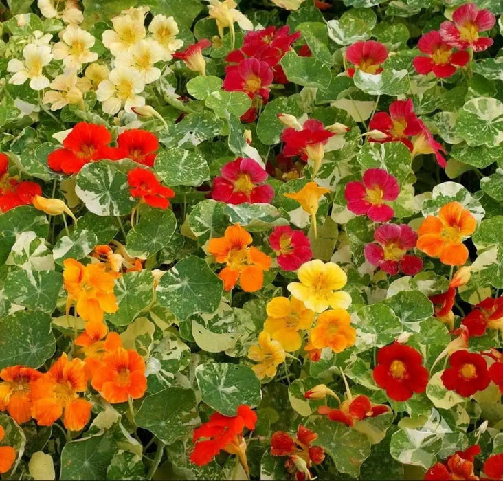 Nasturtium  Seed ( Alaska Mix)Edible flowers, Groundcover, Vine - Caribbean garden seed