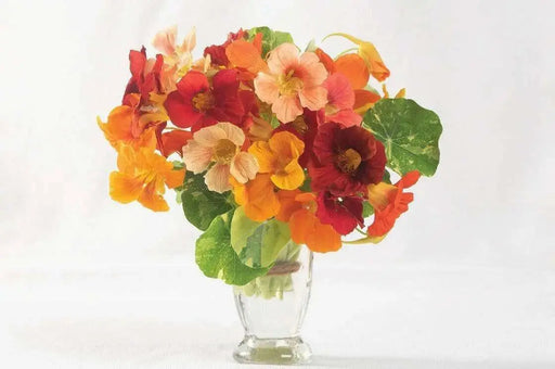 Nasturtium  Seed ( Alaska Mix)Edible flowers, Groundcover, Vine - Caribbean garden seed