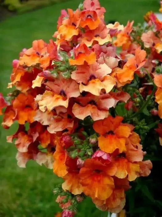 Nemesia Flowers Seeds - Orange Prince - Caribbean garden seed