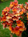 Nemesia Flowers Seeds - Orange Prince - Caribbean garden seed