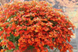 Nemesia Flowers Seeds - Orange Prince - Caribbean garden seed