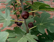 Negronne Fig,Fruit Tree,Perennial shrub, 1 Plant , - Caribbean garden seed