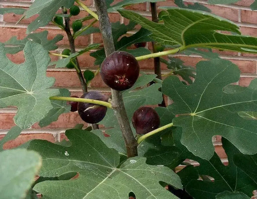 Negronne Fig,Fruit Tree,Perennial shrub, 1 Plant , - Caribbean garden seed
