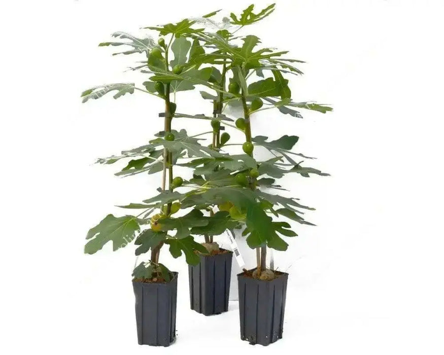 Negronne Fig,Fruit Tree,Perennial shrub, 1 Plant , - Caribbean garden seed