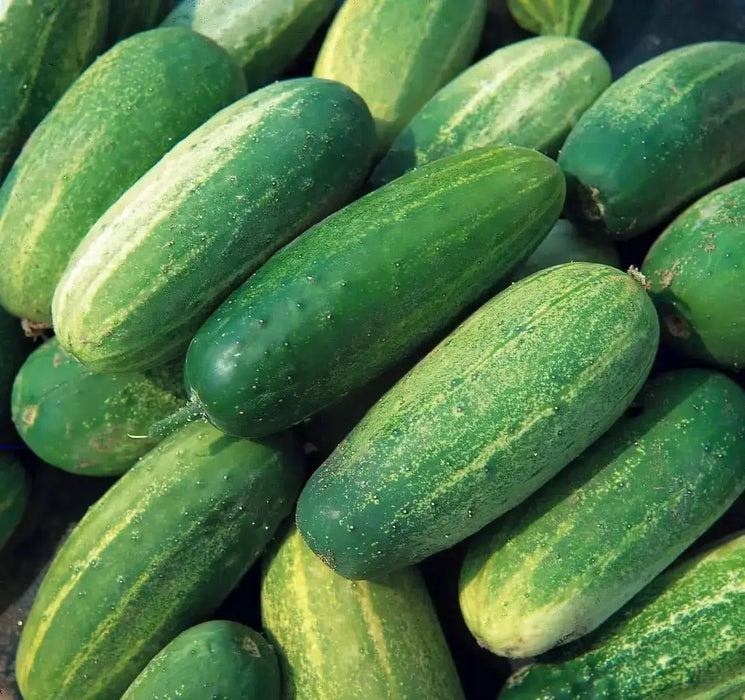 National Pickling cucumber Seeds, Annual Vegeable - Caribbean garden seed