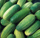 National Pickling cucumber Seeds, Annual Vegeable - Caribbean garden seed