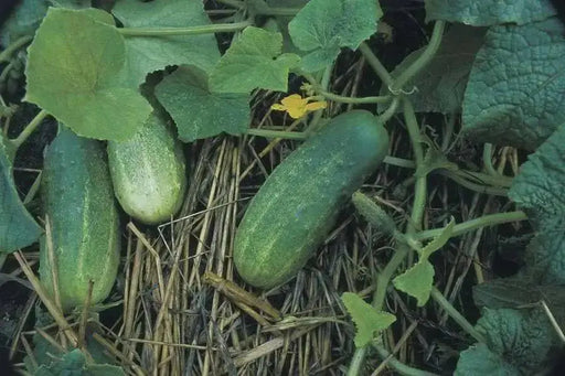 National Pickling cucumber Seeds, Annual Vegeable - Caribbean garden seed