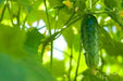National Pickling cucumber Seeds, Annual Vegeable - Caribbean garden seed