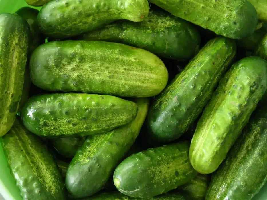 National Pickling cucumber Seeds, Annual Vegeable - Caribbean garden seed