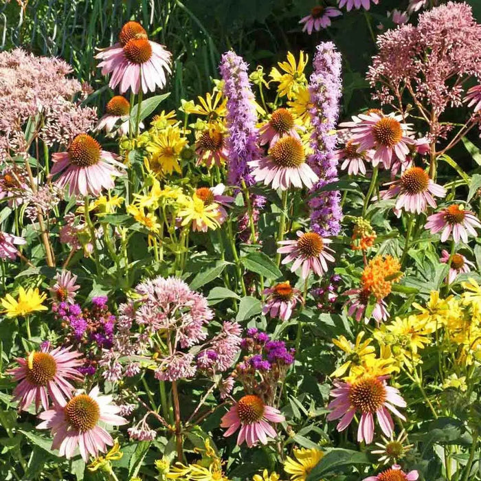 Native Flower Seed Mix for Monarchs - Caribbean garden seed