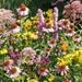Native Flower Seed Mix for Monarchs - Caribbean garden seed