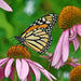 Native Flower Seed Mix for Monarchs - Caribbean garden seed