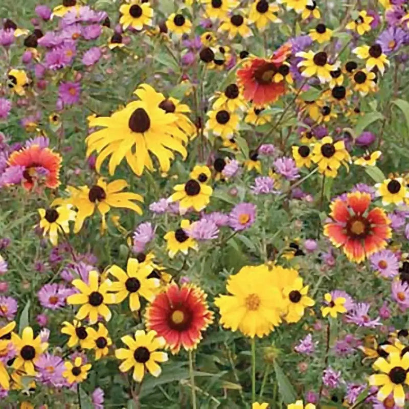 Native Flower Seed Mix for Monarchs - Caribbean garden seed