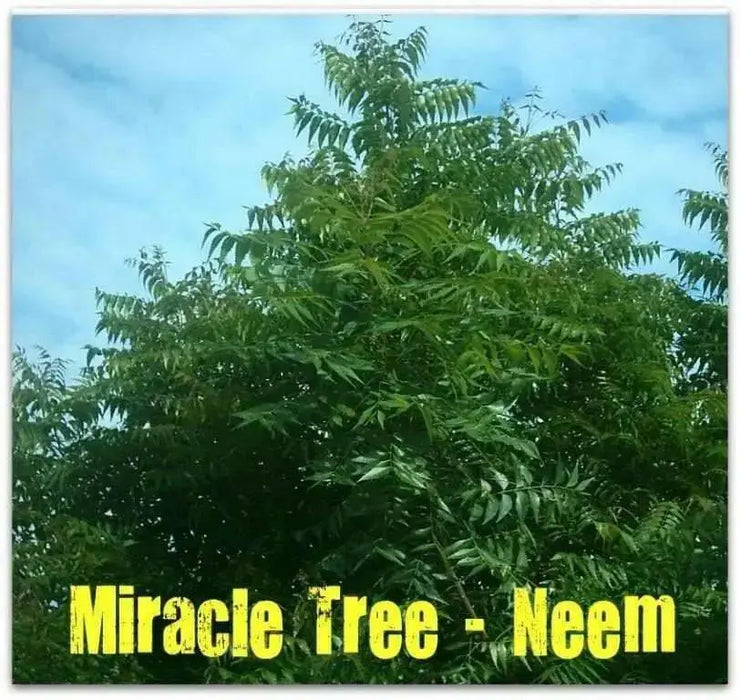Neem Plant seeds ,Azadirachta indica,fast-growing, - Caribbean garden seed