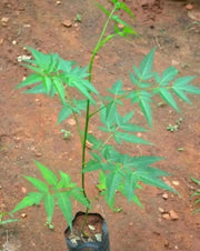 Neem Plant seeds ,Azadirachta indica,fast-growing, - Caribbean garden seed