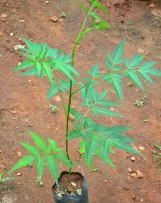 Neem Plant seeds ,Azadirachta indica,fast-growing, - Caribbean garden seed
