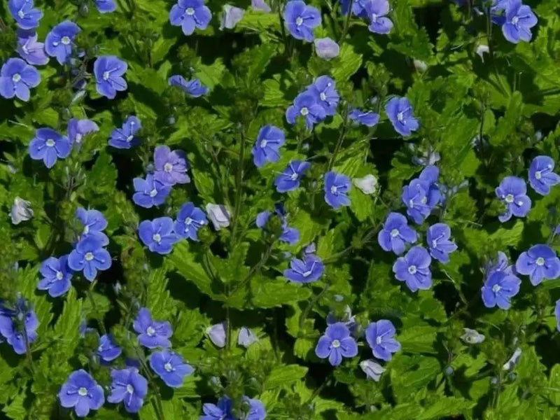 Nemesia Seeds - Blue Gem,Perennial native to  North America and parts of Europe and Siberia. - Caribbean garden seed