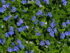 Nemesia Seeds - Blue Gem,Perennial native to  North America and parts of Europe and Siberia. - Caribbean garden seed