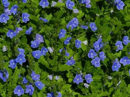 Nemesia Seeds - Blue Gem,Perennial native to  North America and parts of Europe and Siberia. - Caribbean garden seed
