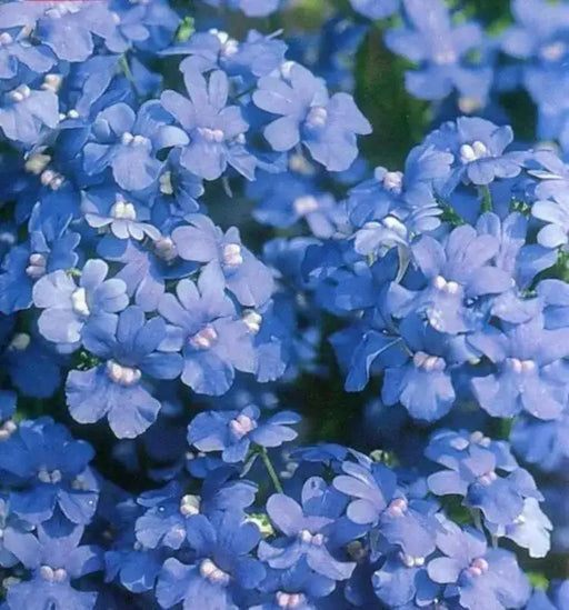 Nemesia Seeds - Blue Gem,Perennial native to  North America and parts of Europe and Siberia. - Caribbean garden seed