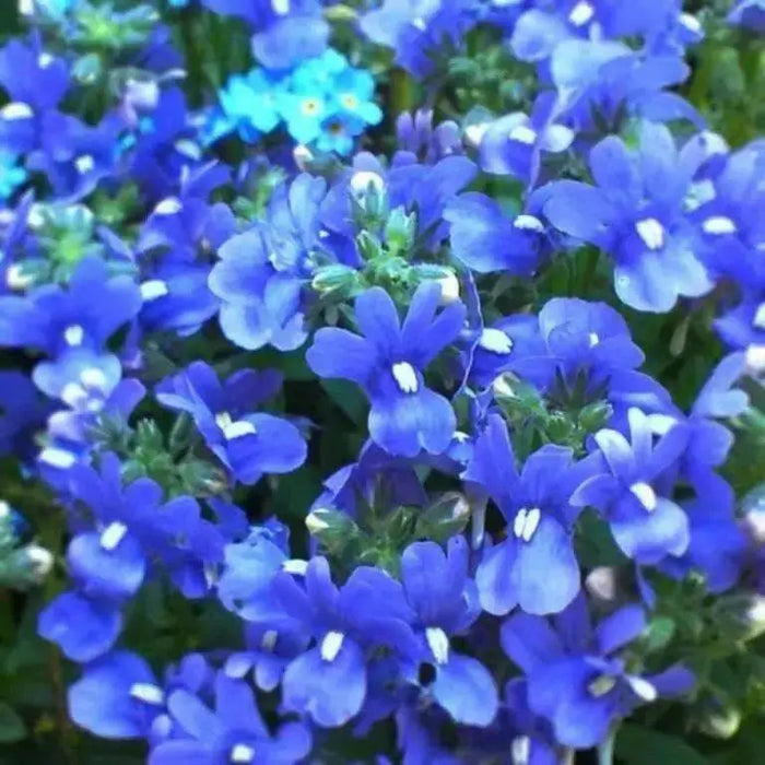 Nemesia Seeds - Blue Gem,Perennial native to  North America and parts of Europe and Siberia. - Caribbean garden seed