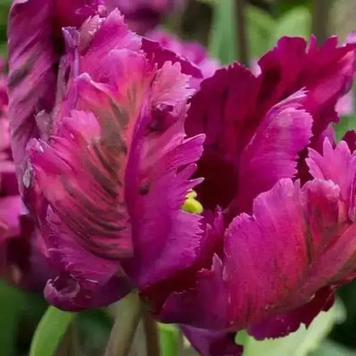 Negrita Parrot Tulip'  (10 Bulbs) Negrita  flowers - Caribbean garden seed