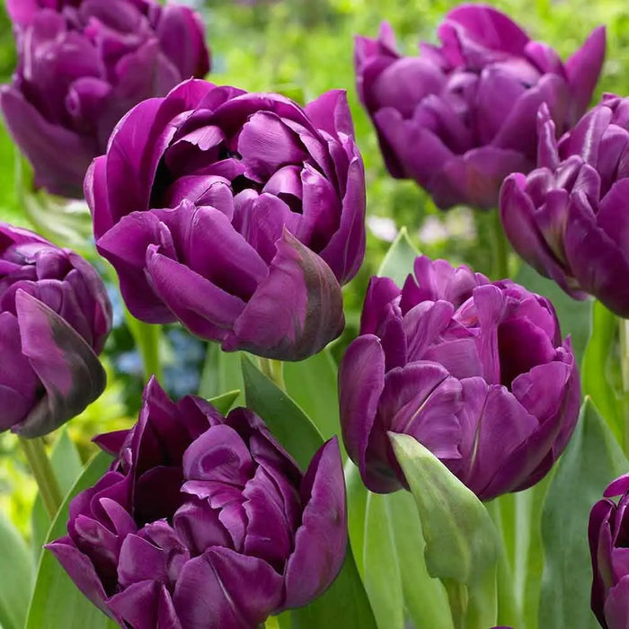 Negrita Parrot Tulip'  (10 Bulbs) Negrita  flowers - Caribbean garden seed